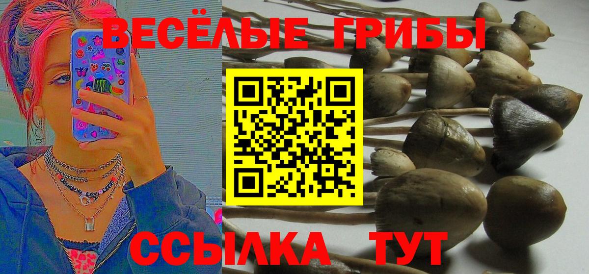 Ноябрьск  Галлюциногенные грибы Cubensis  Вход с VPN 