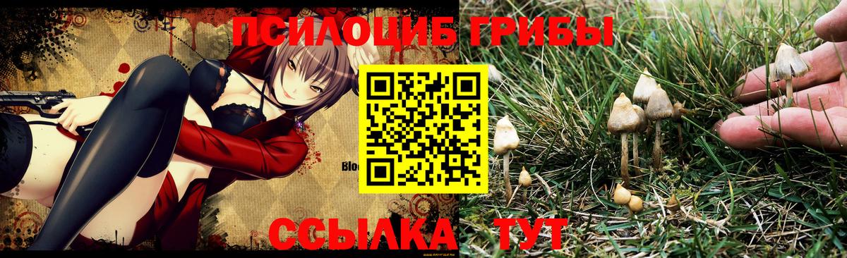Галлюциногенные грибы Psilocybine cubensis Ноябрьск